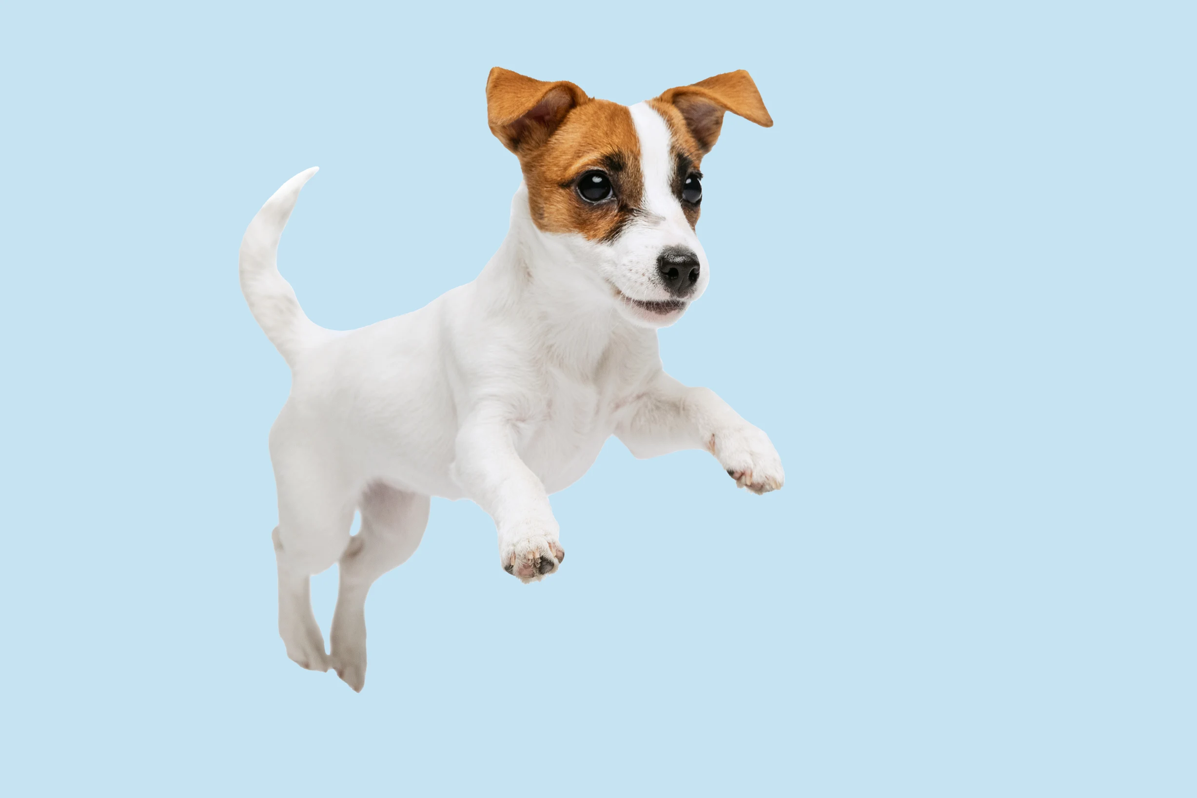 Photo of dog